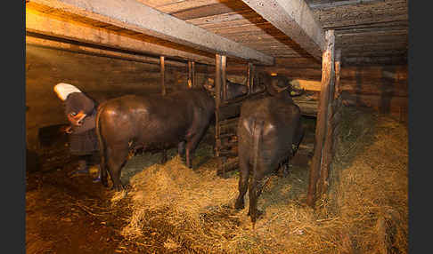 Karpatenbüffel (Bubalus arnee sspec.)