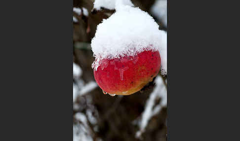 Streuobstwiese (meadow orchard)