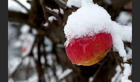 Streuobstwiese (meadow orchard)