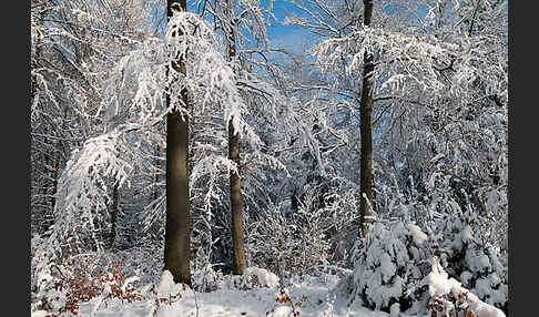 Rot-Buche (Fagus sylvatica)