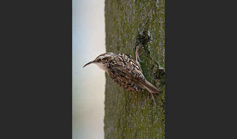 Gartenbaumläufer (Certhia brachydactyla)