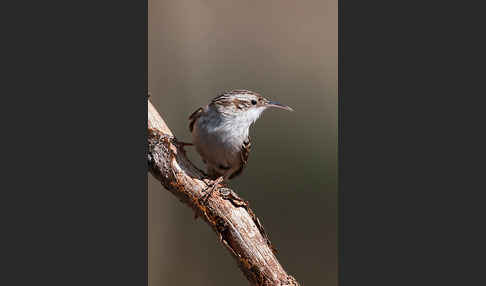 Gartenbaumläufer (Certhia brachydactyla)