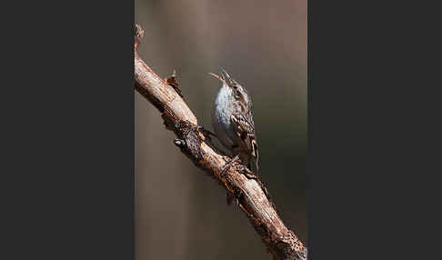 Gartenbaumläufer (Certhia brachydactyla)