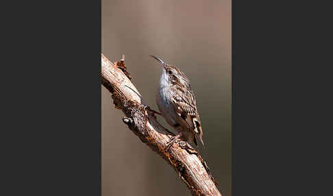 Gartenbaumläufer (Certhia brachydactyla)