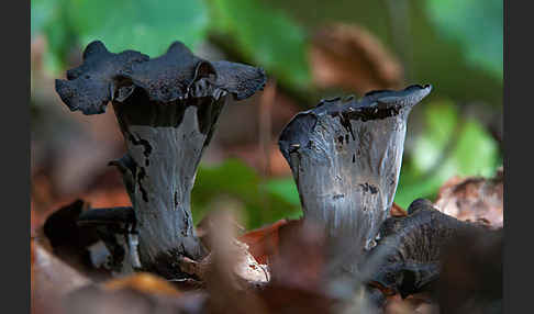 Herbsttrompete (Craterellus cornucopioides)