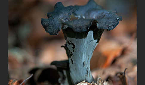 Herbsttrompete (Craterellus cornucopioides)