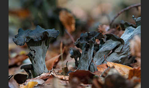 Herbsttrompete (Craterellus cornucopioides)