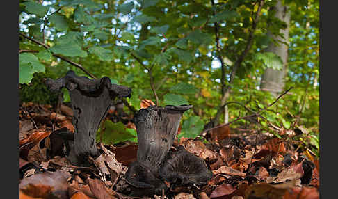 Herbsttrompete (Craterellus cornucopioides)