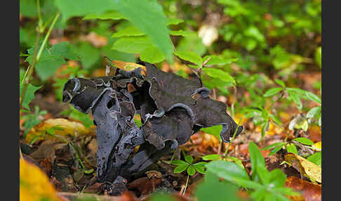 Herbsttrompete (Craterellus cornucopioides)