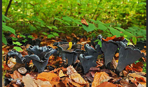 Herbsttrompete (Craterellus cornucopioides)