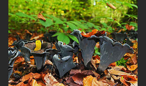 Herbsttrompete (Craterellus cornucopioides)