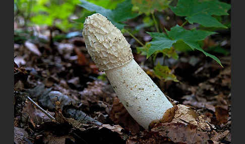 Gemeine Stinkmorchel (Phallus impudicus)