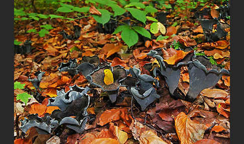 Herbsttrompete (Craterellus cornucopioides)