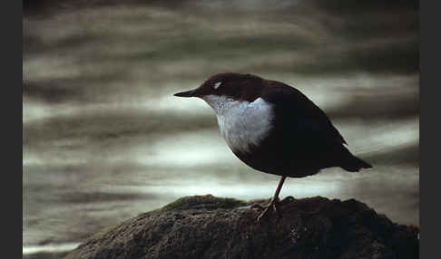 Wasseramsel (Cinclus cinclus)