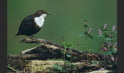 Wasseramsel (Cinclus cinclus)