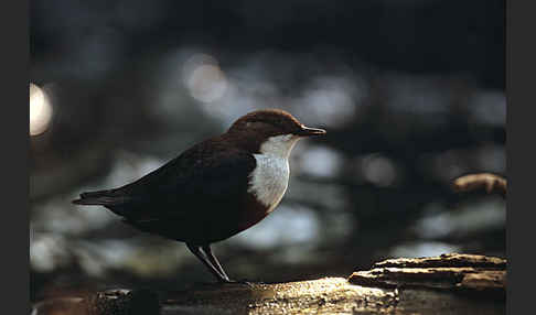 Wasseramsel (Cinclus cinclus)