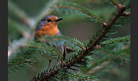 Rotkehlchen (Erithacus rubecula)