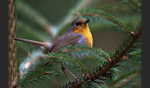 Rotkehlchen (Erithacus rubecula)