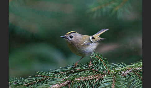 Wintergoldhähnchen (Regulus regulus)