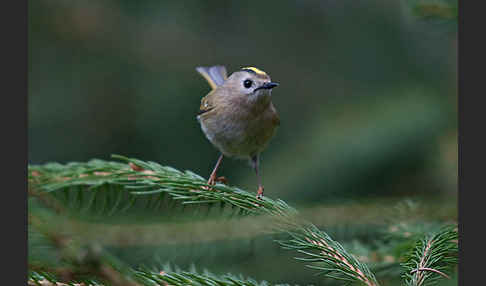 Wintergoldhähnchen (Regulus regulus)