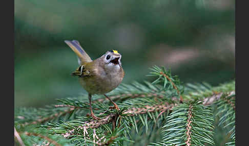 Wintergoldhähnchen (Regulus regulus)