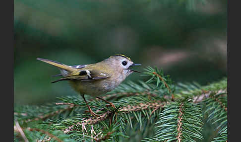 Wintergoldhähnchen (Regulus regulus)