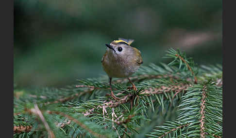 Wintergoldhähnchen (Regulus regulus)