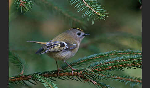 Wintergoldhähnchen (Regulus regulus)