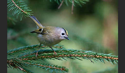 Wintergoldhähnchen (Regulus regulus)