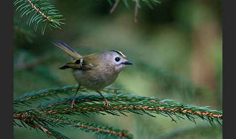 Wintergoldhähnchen (Regulus regulus)