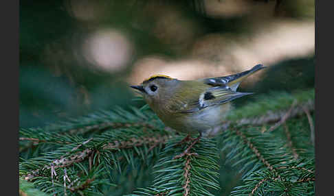 Wintergoldhähnchen (Regulus regulus)