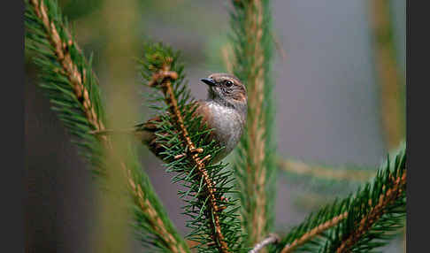 Heckenbraunelle (Prunella modularis)