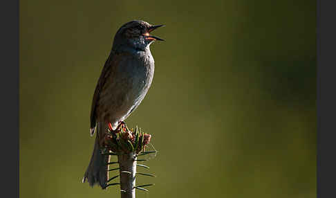 Heckenbraunelle (Prunella modularis)