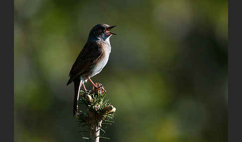 Heckenbraunelle (Prunella modularis)