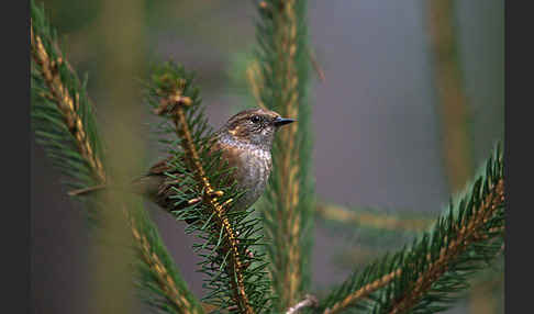 Heckenbraunelle (Prunella modularis)