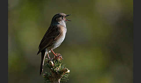 Heckenbraunelle (Prunella modularis)