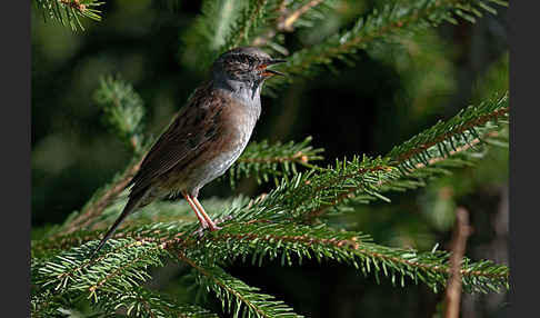 Heckenbraunelle (Prunella modularis)