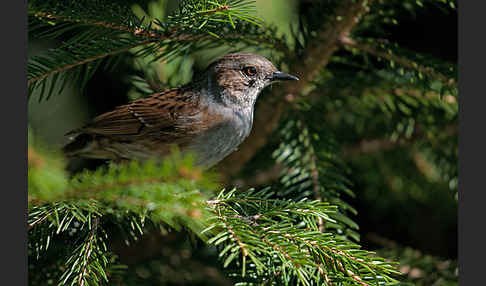 Heckenbraunelle (Prunella modularis)