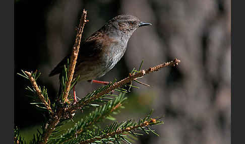 Heckenbraunelle (Prunella modularis)