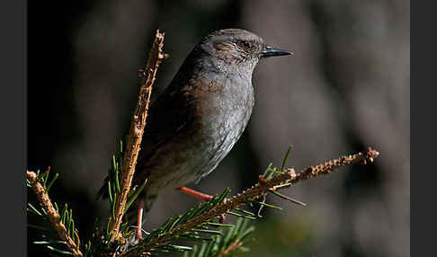 Heckenbraunelle (Prunella modularis)