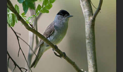 Mönchsgrasmücke (Sylvia atricapilla)