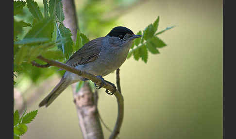 Mönchsgrasmücke (Sylvia atricapilla)