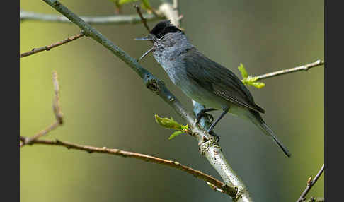 Mönchsgrasmücke (Sylvia atricapilla)