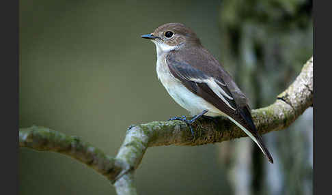 Trauerschnäpper (Ficedula hypoleuca)