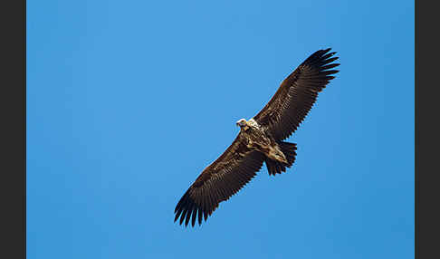 Ohrengeier (Aegypius tracheliotus)