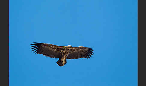 Ohrengeier (Aegypius tracheliotus)