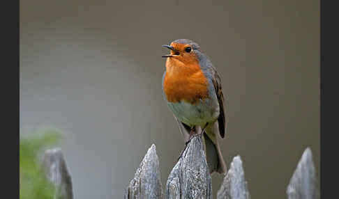 Rotkehlchen (Erithacus rubecula)