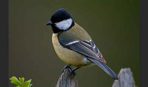 Kohlmeise (Parus major)