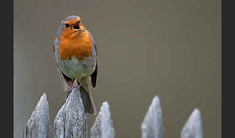 Rotkehlchen (Erithacus rubecula)