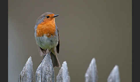 Rotkehlchen (Erithacus rubecula)